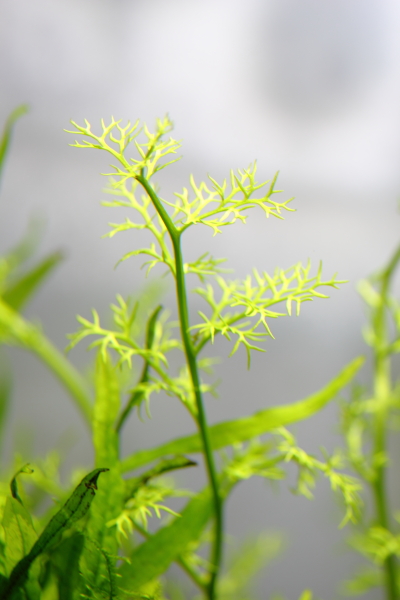 植栽直後ファインリーフ　ラオススプライト